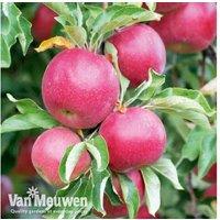 Apple Discovery Patio Tree in 4L Pot