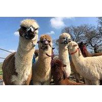 Alpaca Walking Experience - 90-Minutes - Birmingham