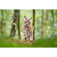 Adopt A Lynx Package - 3 Package Levels