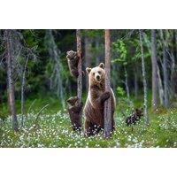 Adopt A Bear - 3 Options