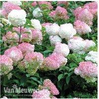 Hydrangea Vanilla Fraise Hardy Flowering Shrub - Colour-Changing, Large, Easy-Care