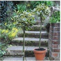 1 Or 2 Holly Golden King Standard Tree