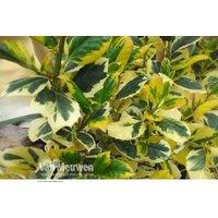 1 Holly Golden King Potted Plant