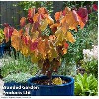 Cercis 'Eternal Flame' Tree - Fiery Foliage Wonder