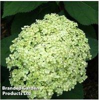 1 Hydrangea Arborescens 'Lime Rickey'