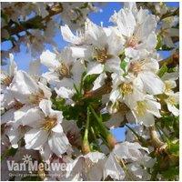 Flowering Cherry Tree 'Kojo No Mai' - Compact Beauty