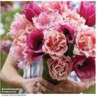 Tulip 'Florist's Treat' Mixed Bulbs - Spring Flowering, Fringed & Double Varieties (8 or 16 Bulbs)