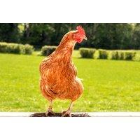 Adopt A Hen - Digital Or Physical Package