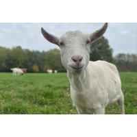 Adopt A Goat- Digital Or Physical Package