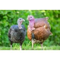 Adopt A Turkey - Digital Or Physical Package