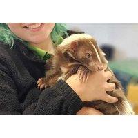 Mammal Adoption Pack - Meerkat Or Skunk: With Meet Option