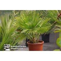 1 Or 2 Dwarf Fan Patio Palm Trees