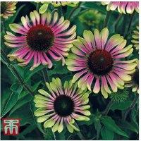 Echinacea 'Green Twister' Perennial Flowering Plants - Bare Root