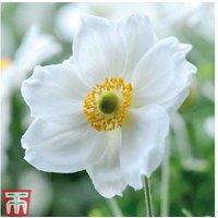 Japanese Anemone Perennial Collection - Vibrant Late-Summer Flowering
