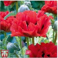 Poppy 'King Kong' Perennial - Giant Scarlet Flowering Bare Root Plants