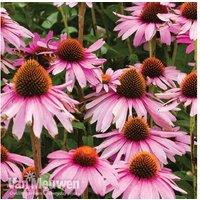 Echinacea Purpurea Perennial Plants - Hardy, Pollinator-Friendly, Up to 150cm