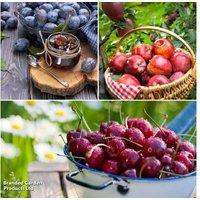 Potted Patio Fruit Tree Trio - Dwarf Apple, Cherry & Plum Collection