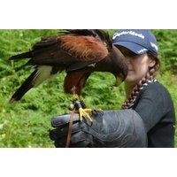 60 Minute Hawk Walk Experience For 2 - Shropshire