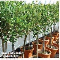 Elegant Evergreen Olive Trees