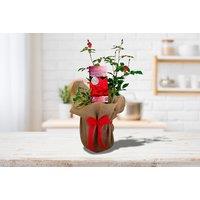 Valentine'S Red Rose Plant With A Gift Wrap