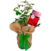 Gift-Wrapped Red Rose Bush with Card