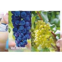 Red & White Grape Plant Collection - Wine Making Duo