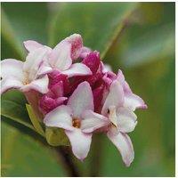 Daphne Perfume Princess Shrub - Fragrant Blooms