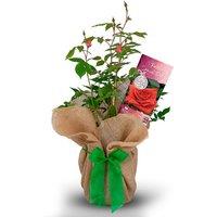 Special Dad Rose Bush - Hardy & Gift Wrapped