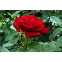 Red Hybrid Tea Rose Bush - Vibrant Blooms