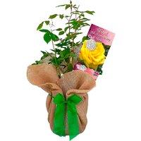 Potted Wood Wedding Rose - 5Th Anniversary Gift
