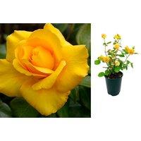 Floribunda Yellow Rose Bush - Smiley Face!