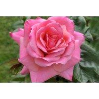 Special Daughter Pink Rose Bush - Gift Wrapped