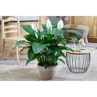 Peace Lily Indoor Plant - Air-Purifying Elegance