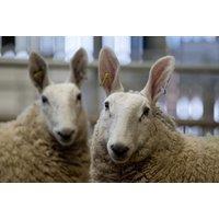 2 Night Manor Farm Stay With Tour, Feeding & Petting Experience For 2 - Surrey