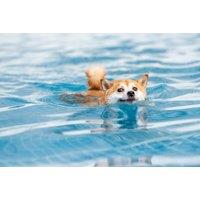 1 Doggy Fitness Swim Session - Leicester