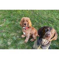 Dog Boarding Sessions - 1 To 3 Nights - Total Dog Care, Leicester