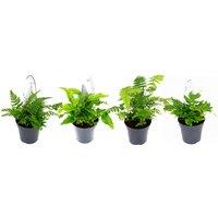Fern Plant Mix - 6 Stunning Fern Varieties