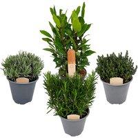 4 X Large Herb Plant Mix - Rosemary, Bay, Thyme & Lavender