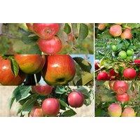 5L Pot Patio Apple Tree - Mixed Varieties