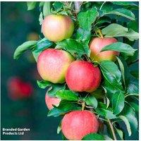 Dwarf Patio Fruit Tree Collection - Apple, Pear & Cherry, 1-1.5m Tall