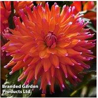 Dahlia 'Cactus' Tubers - Vibrant Blooms Set