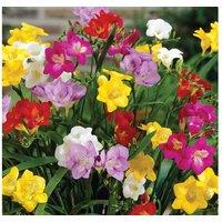Up to 200 Fragrant Freesia Bulbs
