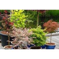 Up To 4 Acer Palmatum 'Atropurpureum' Plants