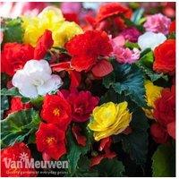 Garden Ready Begonia Nonstop Mixed - Flowering Bedding Plants
