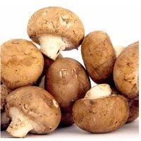 Enchanting Chestnut Mushroom Growing Kit