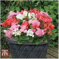 Begonia 'Lotto Mixed' - Big, Colourful Blooms for Beds & Baskets
