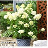 Hydrangea Paniculata 'Skyfall' - 1 Or 2 Pack