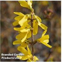 Forsythia Intermedia Spectabilis Flowering Shrub - 1 or 2 Hardy Spring Plants
