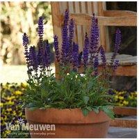 Salvia 'Salvatore Deep Blue' - Hardy Perennial, Bee-Friendly Blooms