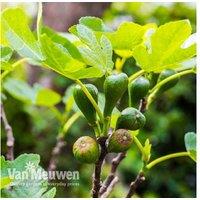 Luscious Fig 'Brown Turkey' Plant Duo